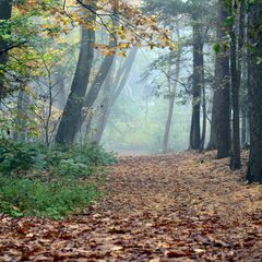 European Oak forest